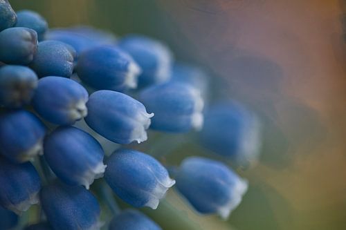 Muscari, blauwe druif met bokeh