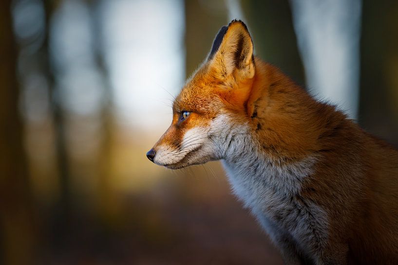 Fuchs-Potrait von Pim Leijen