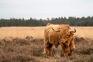 Schottischer Highlander auf der Heide.