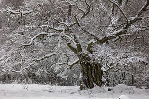 Baum Winterträume