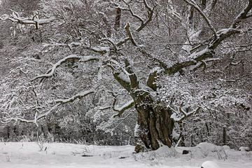 Boomwinterdromen van Jürgen Schmittdiel Photography