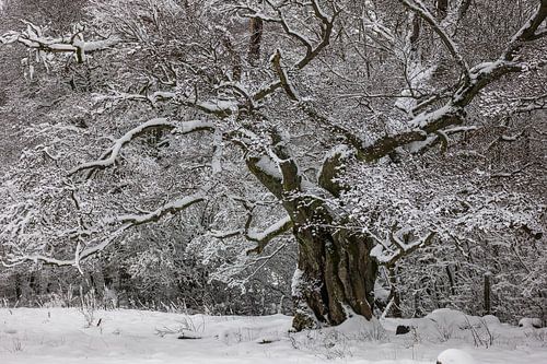 Boomwinterdromen