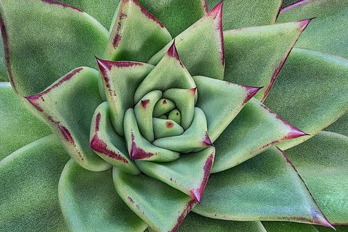 Succulent 2