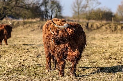 Scottish highland cows at the field at sunny winterday