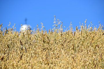 An oat field in autumn by Claude Laprise