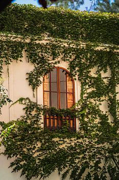 Fenster inmitten von Efeu in Valencia