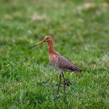 Grutto van Marco Morren