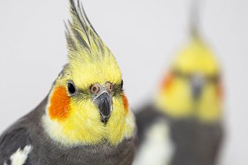 Two cockatiels