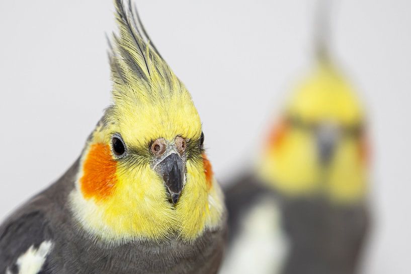 Deux cockatiels par Frank Herrmann