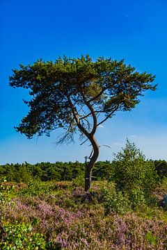 Eenzame boom op de bloeiende Kalmthoutse Heide van Nadia Keesman-Founassi