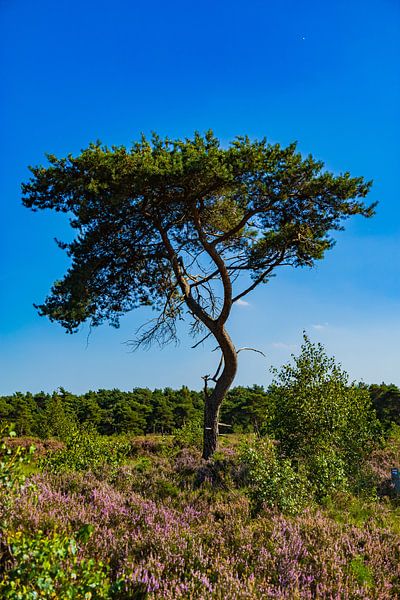 Lonely tree on the flowering Kalmthoutse Heide by Boetiek Fotogeniek
