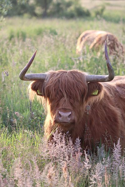 Scottish highlander by Esmee Meijer