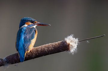 IJsvogel van Willem Hoogsteen