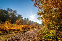 Eine strahlende Sonne in schönen Herbstfarben.