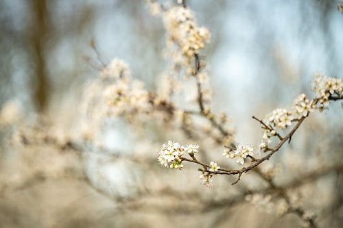 Bloesem | Wit en Blauw | Natuurfotografie