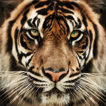 Tiger close-up by Bert Hooijer