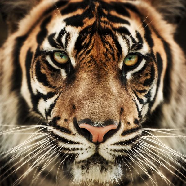 Tigre en gros plan par Bert Hooijer