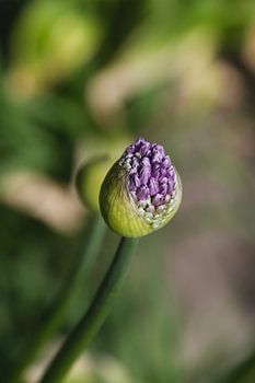 farine d'oignons