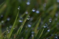 morgendlicher Herbst im Gras