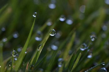 ochtend douw in het gras