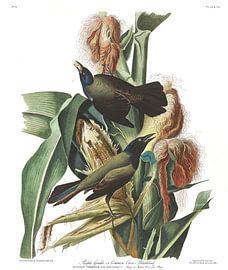 Purple Grakle or Common Crow Blackbird