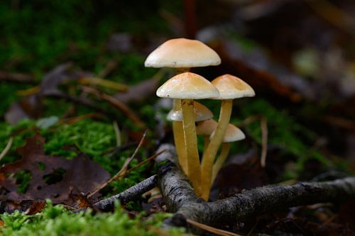 Wanddecoratie van een Groepje Bruine Paddenstoelen