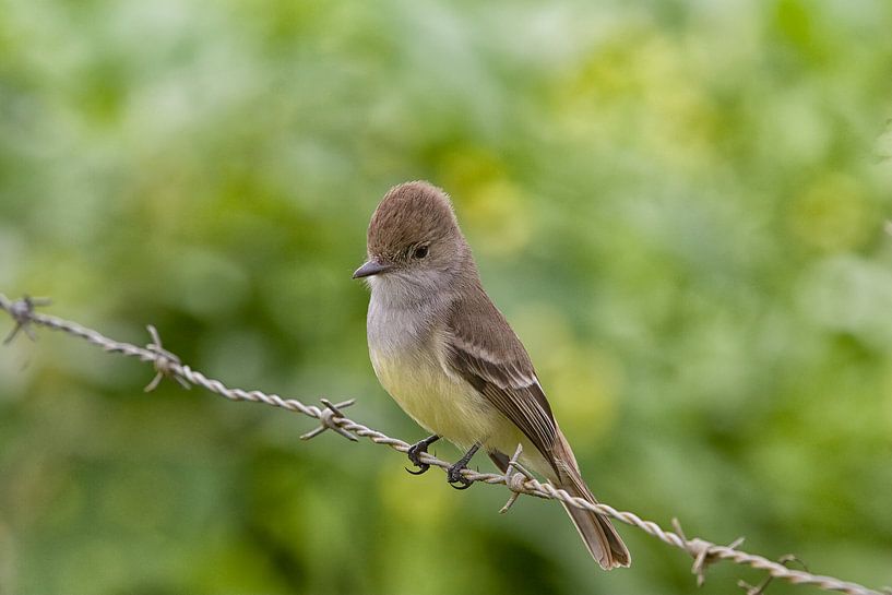 Flycatcher par Angelika Stern