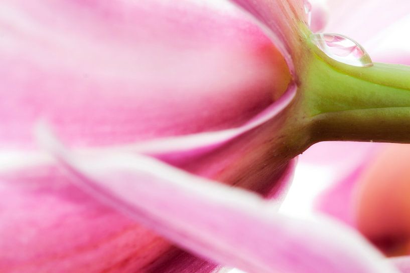 Nectar van Frits Vrielink