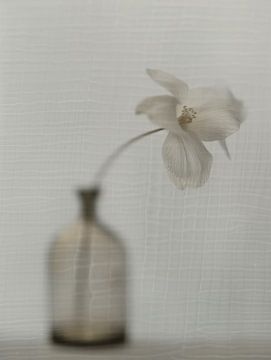 Still life with a flower "behind glass" in Japandi style by Japandi Art Studio