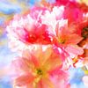 Kirschblüten am Wasser van Dagmar Marina