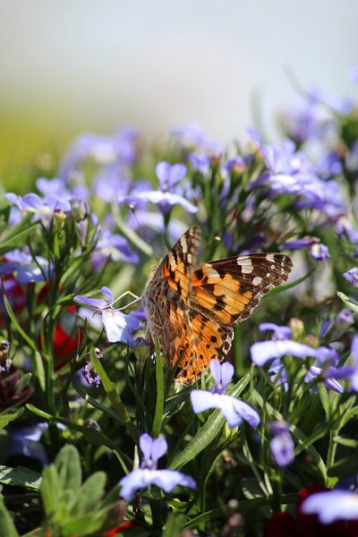 Distelschmetterling auf lila Blüten von Shirley Douwstra