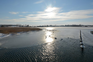 Schwäne im zugefrorenen Wreecher See, Putbus, Rügen