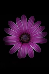 Portrait du gerbera
