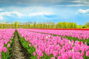 Blühende Tulpen auf einem Feld im Frühling