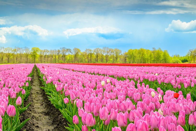 Tulips blooming in a field during springtime by Sjoerd van der Wal Photography