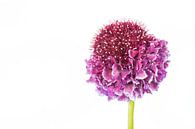 Scabiosa met een witte achtergrond van Carola Schellekens thumbnail