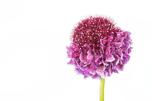 Scabiosa met een witte achtergrond