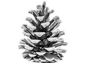 Pine cone black and white by Martijn Tilroe thumbnail