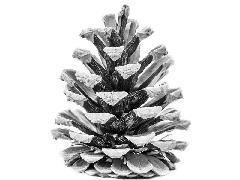 Pine cone black and white by Martijn Tilroe