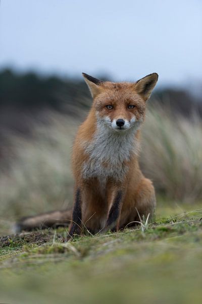 De rode vos ( Vulpes vulpes vulpes ) zit op zijn achterpoten, kijkt kritisch nieuwsgierig in de came van wunderbare Erde