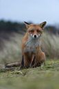 De rode vos ( Vulpes vulpes vulpes ) zit op zijn achterpoten, kijkt kritisch nieuwsgierig in de came van wunderbare Erde thumbnail