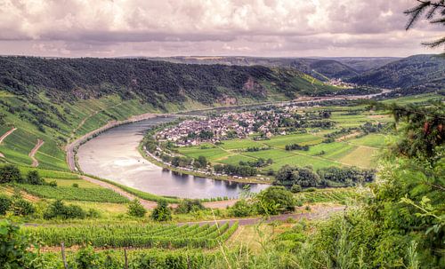 Wolf langs de Moesel