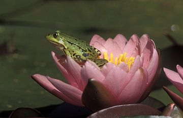 Frog in water lily by Paul van Gaalen, natuurfotograaf