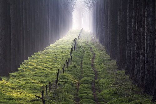 "......naar het licht"
