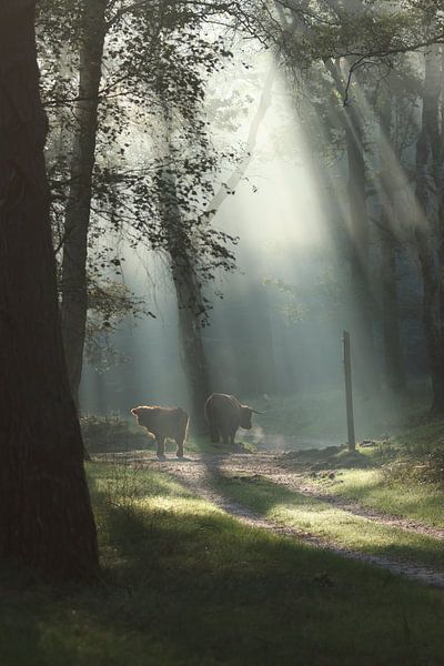 Der verwunschene Wald von Daniëlle Eibrink Jansen