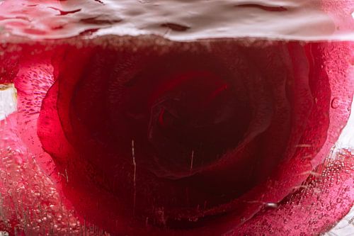 Rote Rose in Eis 3