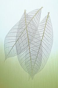Skelett Blatt abstraktes Design.