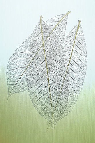 Skelet blad abstract vormgegeven. Awarded.