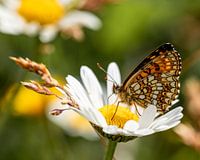 Ein schöner Waldperlenschmetterling auf einem Gänseblümchen.