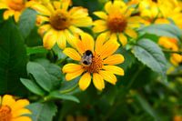 Gele bloemen met hommel
